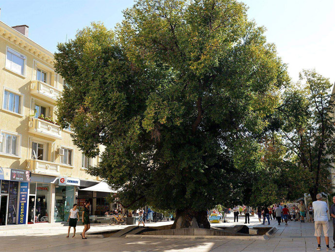 Старият бряст в Сливен.